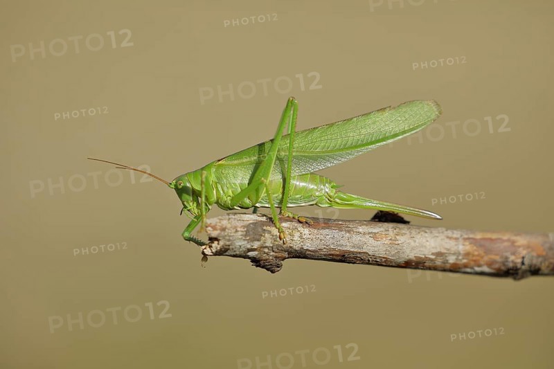 Great green bush cricket (Tettigonia viridissima) sitting on a branch, Wilnsdorf, North Rhine-Westphalia, Germany, Europe