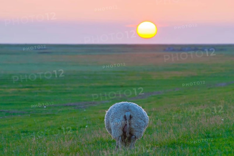 Sheep or domestic sheep (Ovis gmelini aries) from behind, round bottom, butt, bottom, on salt marshes, meadows, with a colourful sunset in the background, Westerhever, Eiderstedt Peninsula, Schleswig-Holstein Wadden Sea National Park, Schleswig-Holstein, Germany, Europe