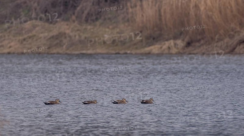 Four Eastern spot-billed ducks swimming together in a river with a soft blurred background of the river shoreline