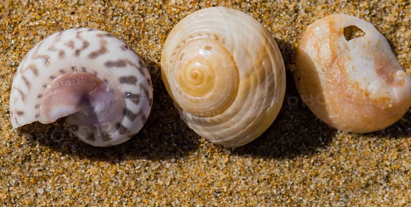 Collection of seashells laying in the sand on a beach