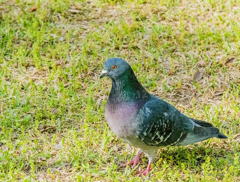 Closeup of beautiful rock pigeon standing in the grass