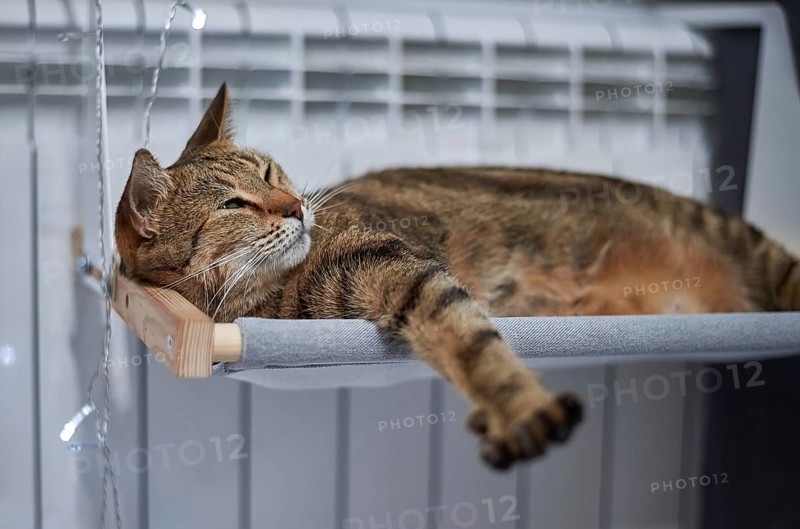 Image of a purebred Bengal cat lying on a hammock attached to a heater. Pet care concept. Mixed media