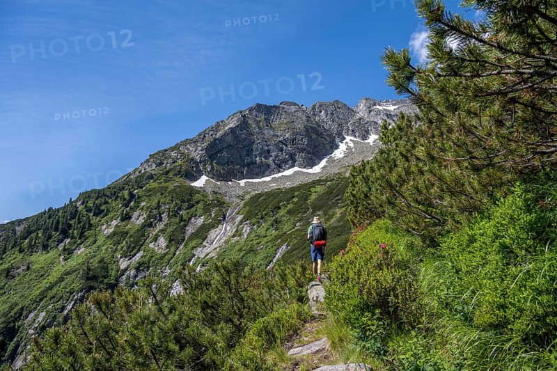 Mountaineer on a hiking trail through mountain pines, Berliner Hoehenweg, behind Schoenlahnerkopf summit, Zillertal Alps, Tyrol, Austria, Europe