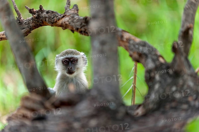 Vervet monkey (Chlorocebus sabaeus), foraging, free-living, wild, wild, nature, animal, fauna, monkey, Botswana, Africa