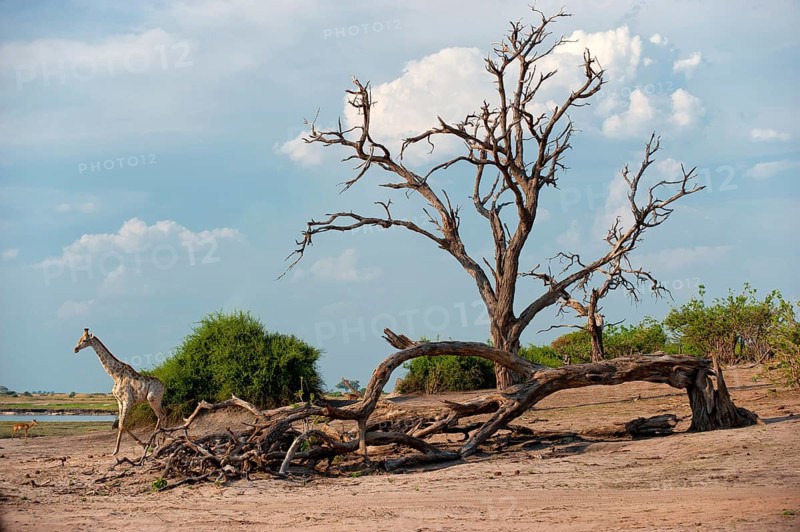 Angolan giraffe (Giraffa angolensis), animal, ungulate, travel, destination, safari, tree, dry, climate, wilderness, Chobe National Park, Botswana, Africa