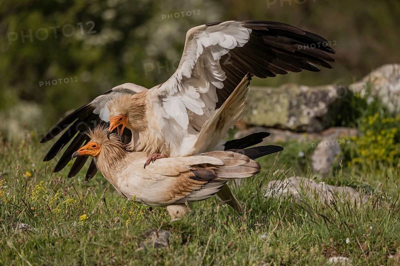 2 egyptian vulture (Neophron percnopterus), copulation, Castilla y Leon province, Picos de Europa, Spain, Europe