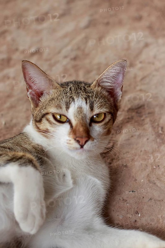 A relaxed domestic cat with tabby markings lies down and looks at the camera with an indifferent expression