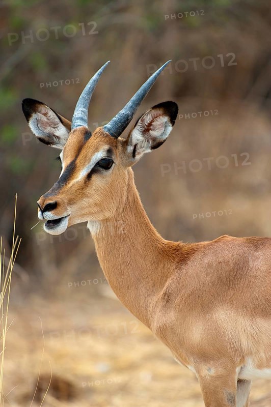 Black-nosed impala (Aepyceros petersi), antelope, ungulate, in Etosha National Park, savannah, steppe, animal, male, wilderness, free-living, Namibia, South West Africa, Africa
