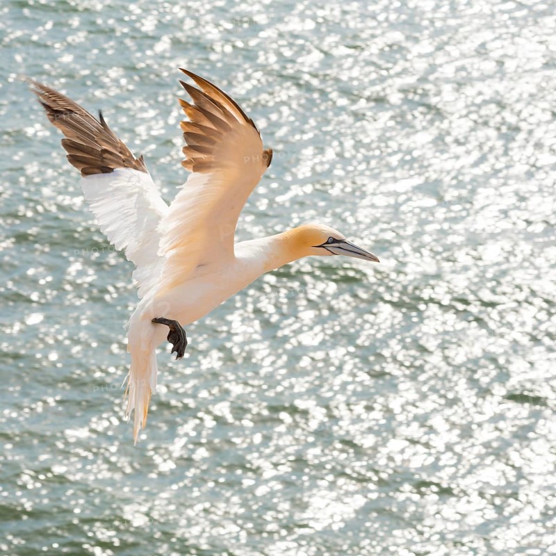 Northern gannet (Morus bassanus) (synonym: Sula bassana) flying over the moving sea, water shimmering in the sun, landing approach with spread wings, sunny day, gannet colony Lummenfelsen, Heligoland, North Sea, Schleswig-Holstein, Germany, Europe