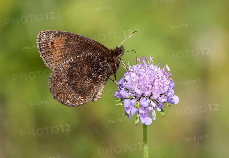 Marbled marbled butterfly (Erebia montanus), Valais, Switzerland, Europe