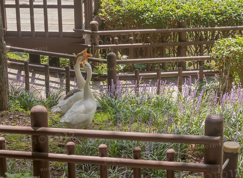 Goose and gander together in garden of lilac flowers in public park
