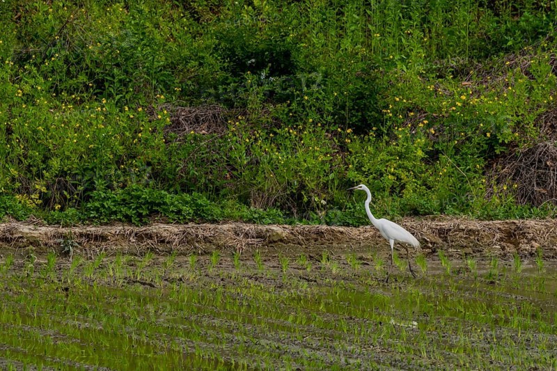 White common egret hunting for food in freshly planted rice paddy