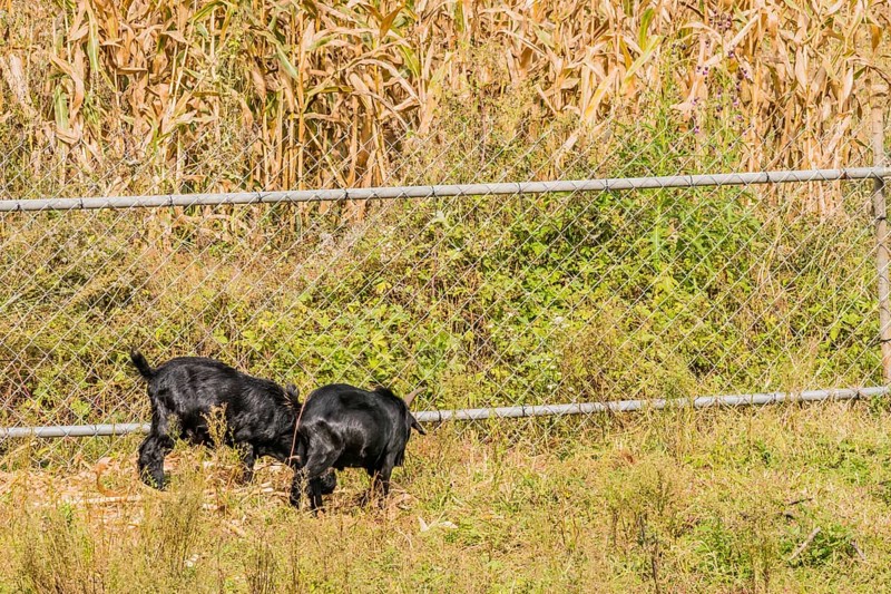Two adult black goats feeding next to a fence surrounding a field of corn stalks