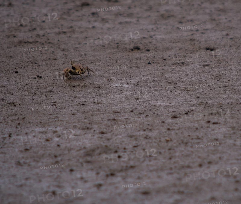 Closeup of a small sand crab walking on a muddy sandbar