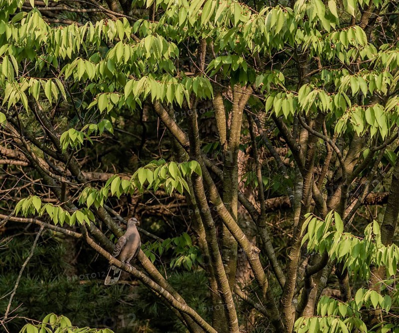 Turtle Dove sitting on a tree branch with lush green leaves
