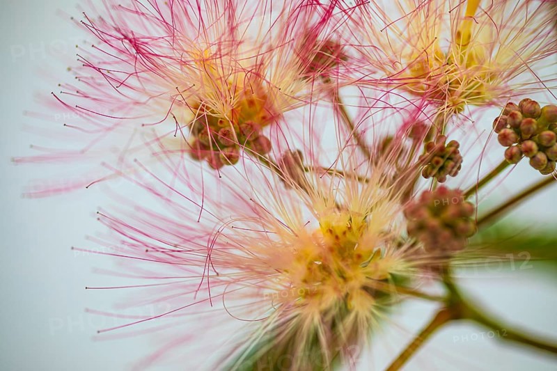Blossoms of a bastard tamarind (Albizia julibrissin), Capoliveri, Elba, Tuscan Archipelago, Tuscany, Italy, Europe