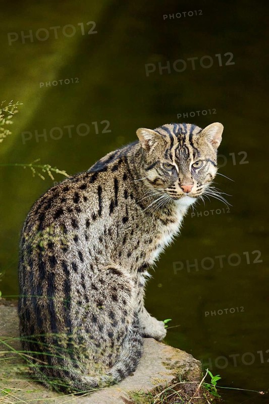 Fishing cat (Prionailurus viverrinus) sitting at water, Germany, Europe