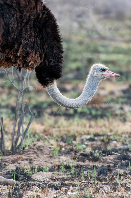 African ostrich (Struthio camelus) in the savannah in Etosha National Park, bird animal, bird, ostrich, feather, plumage, meat, walking, free living, wild, wilderness, Namibia, South West Africa, Africa