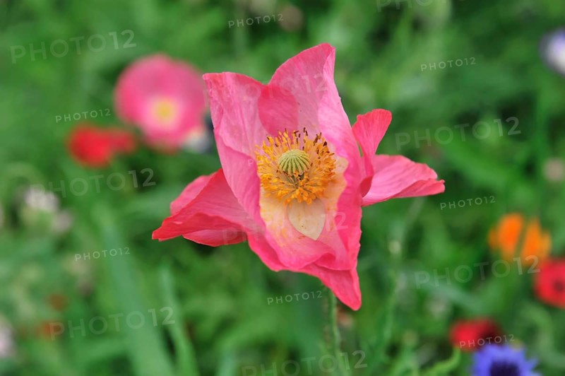 Colourful flower meadow, Schwaebisch Gmuend, Baden-Wuerttemberg, Germany, Europe