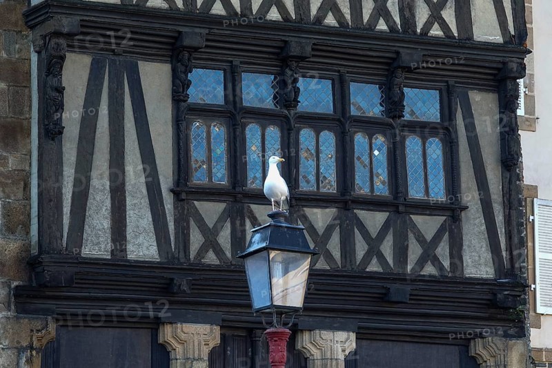 Half-timbered house Maison a Lanterne Maison de la Reine Anne on Place Alende, seagull on street lamp, Morlaix Montroulez, department Finistere Penn Ar Bed, region Bretagne Breizh, France, Europe