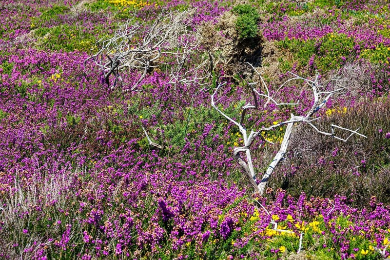 Heath landscape on the Cap de la Chevre, Crozon peninsula, Finistere department, Brittany region, France, Europe