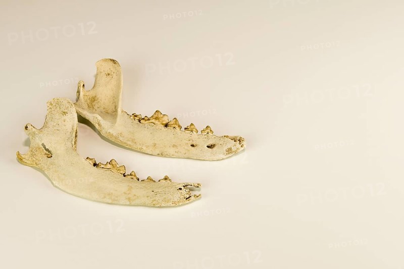Jaw bones of dead animal with teeth intact isolated on white background