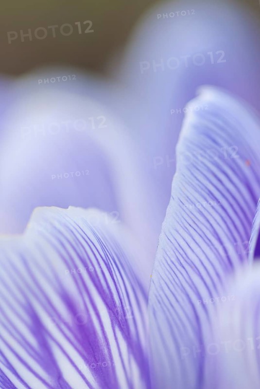 Blue striped crocus petals (Crocus sp.) with emphasised texture, purple, close-up, macro view, Lower Saxony, Germany, Europe