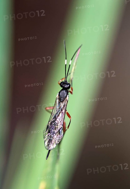 Sclup wasp (Xorides praecatorius), Valais, Switzerland, Europe