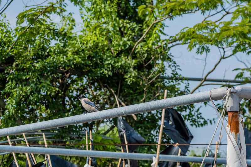 Azure-winged Magpie perched on metal pole with trees in background