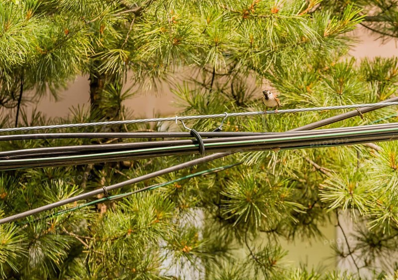 Beautiful Eurasian sparrow perched on metal cable in front of pine tree on a sunny day