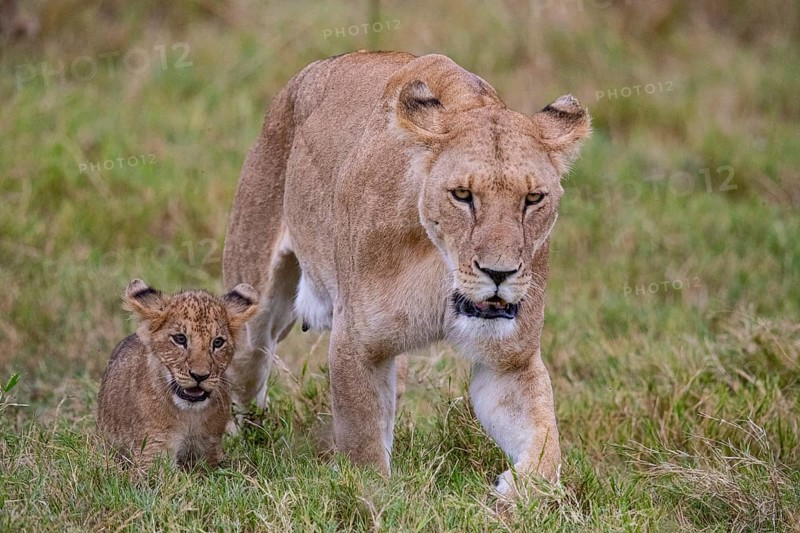 Lion (Panthera leo) Masai Mara Kenya