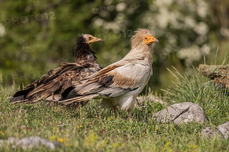 Egyptian Vulture (Neophron percnopterus), ad plus juv, Castile-Leon Province, Picos de Europa, Spain, Europe