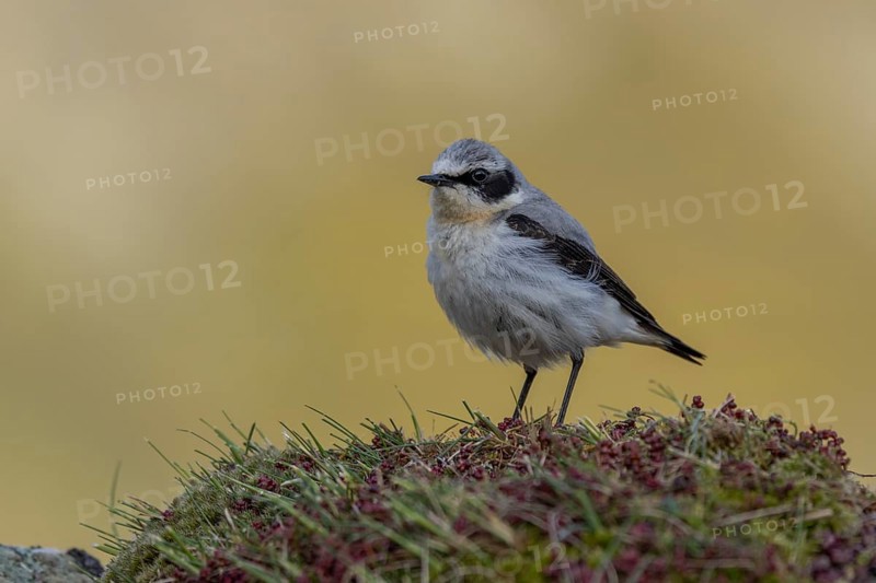 Northern wheatear (Oenanthe oenanthe), Castile-Leon province, Picos de Europa, Spain, Europe
