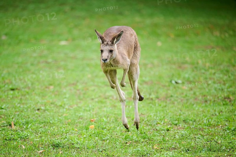Western grey kangaroo (Macropus fuliginosus) running on a meadow, captive, Germany, Europe