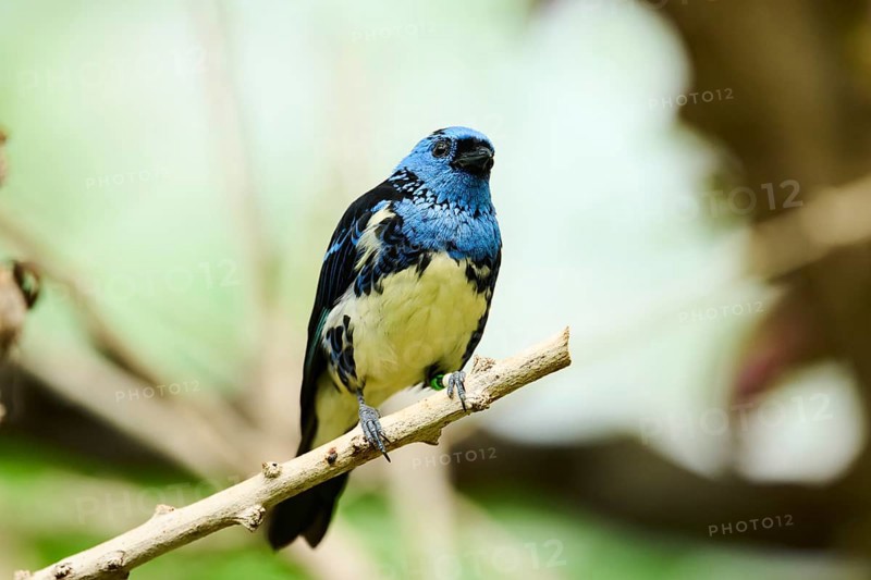 Opal-rumped tanager (Tangara velia) sitting on a branch, Bavaria, Germany, Europe