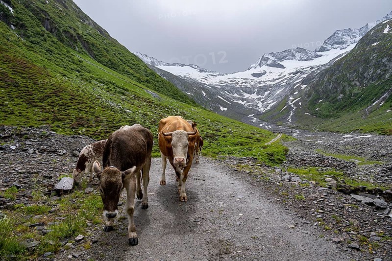 Cows on the alpine meadow, Schlegeisgrund valley, glaciated mountain peaks Hoher Weiszint and Schlegeiskees glacier, Berliner Hoehenweg, Zillertal, Tyrol, Austria, Europe