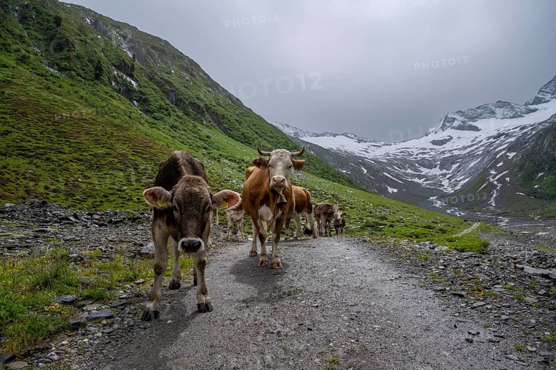 Cows on the alpine meadow, Schlegeisgrund valley, glaciated mountain peaks Hoher Weiszint and Schlegeiskees glacier, Berliner Hoehenweg, Zillertal, Tyrol, Austria, Europe