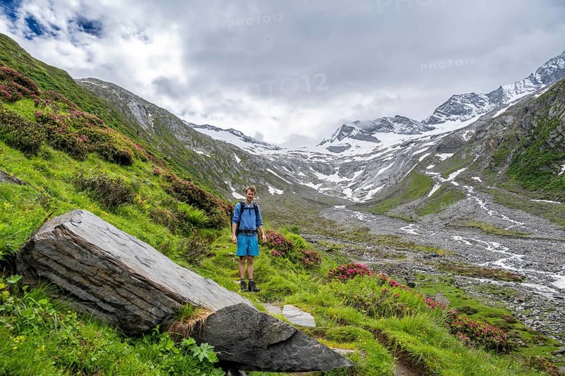 Mountaineers on a hiking trail between blooming alpine roses, view of the Schlegeisgrund valley, glaciated mountain peaks Hoher Weiszint and Dosso Largo with Schlegeiskees glacier, Berliner Hoehenweg, Zillertal, Tyrol, Austria, Europe