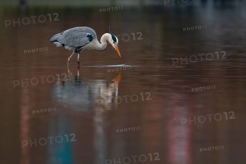 A grey heron fishing, Lake Kemnader, Ruhr area, North Rhine-Westphalia, Germany, Europe