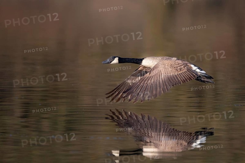 A Canada goose in flight, Lake Kemnader, Ruhr area, North Rhine-Westphalia, Germany, Europe