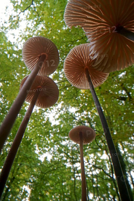 Long-stemmed garlic dwindler (Marasmius alliaceus), from below, lamellae, Hesse, Germany, Europe