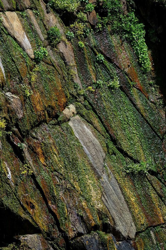 Moss-covered cliff below the Pointe Saint-Mathieu, Plougonvelin, Finistere department, Brittany region, France, Europe