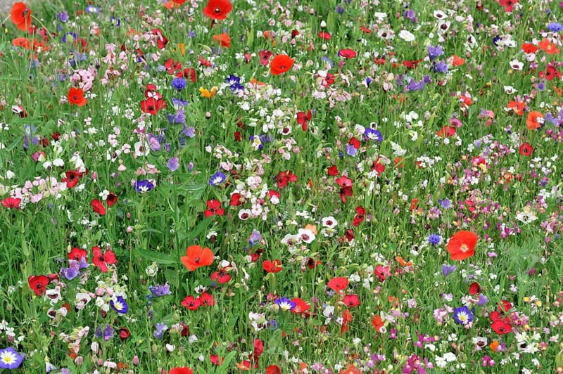 Colourful flower meadow, Schwaebisch Gmuend, Baden-Wuerttemberg, Germany, Europe