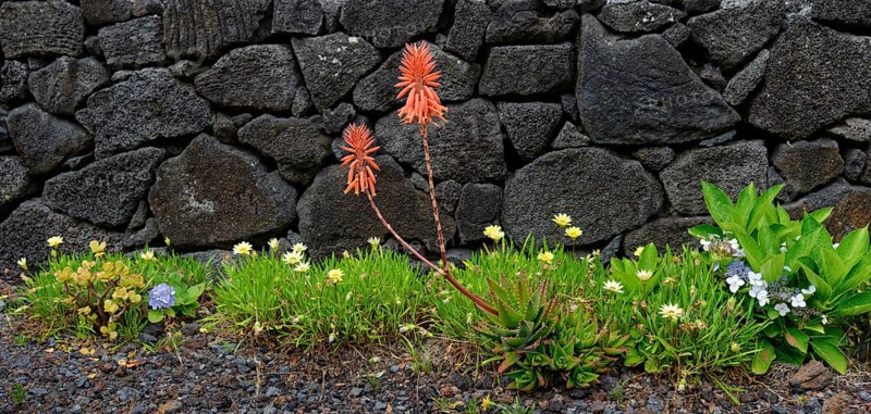 Red flowers of the medicinal plant aloe vera in front of a traditional stone wall surrounded by green grass and grey gravel, north coast, Santa Luzia, Pico, Azores, Portugal, Europe