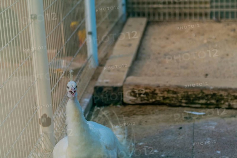 Closeup of white peacock in its cage at zoo