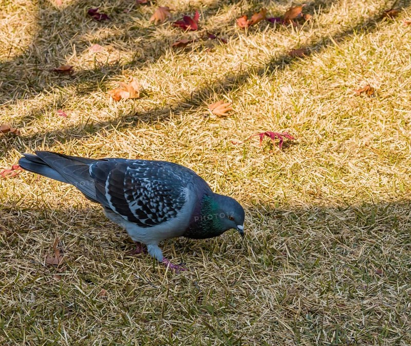 Closeup of a gray rock pigeon looking for food in grass on a sunny day