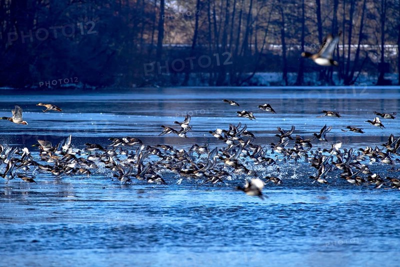 A flock of tufted duck (Aythya fuligula) and mallards (Anas platyrhynchos), take-off from the water, flight, winter, Wismar, Mecklenburg-Western Pomerania, Germany, Europe
