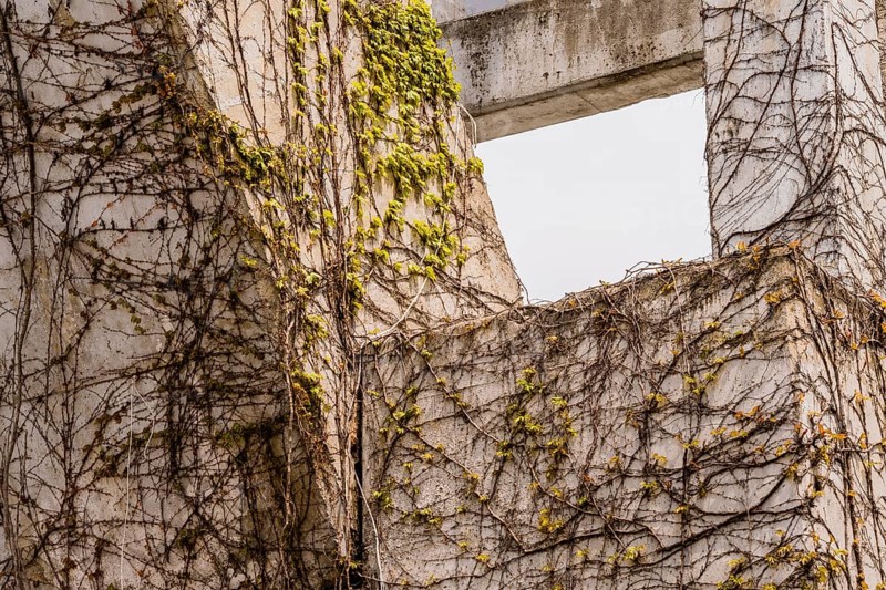 Creeping Ivy vines with small green leaves crawling up the side of a concrete wall
