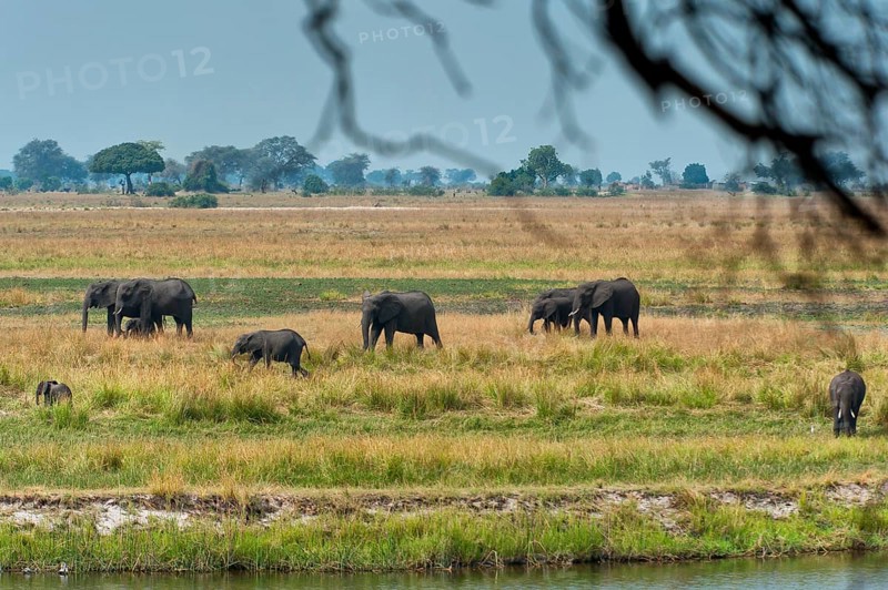 Elephant herd (Loxodonta africana), group, family, herd of animals, animal family, hiking, hike, safari in Chobe National Park, Botswana, Africa