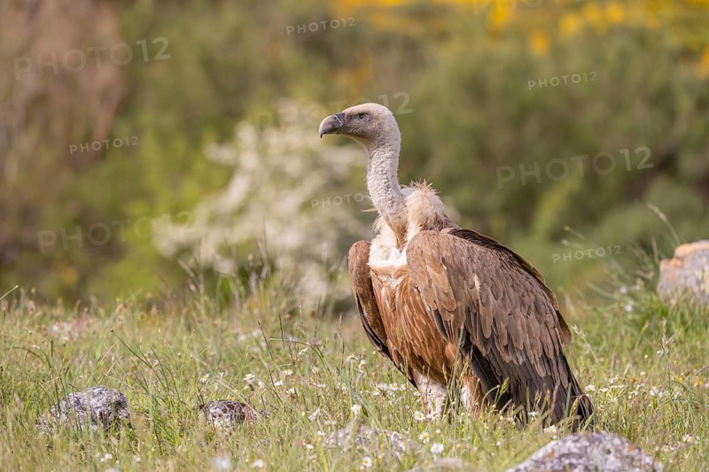 Griffon vulture (Gyps fulvus), on the ground, Castilla y Leon province, Picos de Europa, Spain, Europe